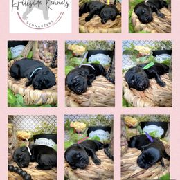 Giant Schnauzer and Miniature Schnauzer Puppies from Hillside Kennels