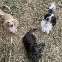 Dachshund All Grown Up from Ruff Patch Doxie Den