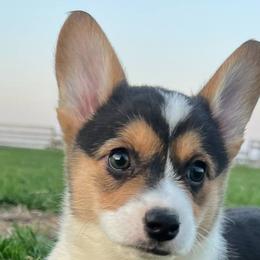 American Corgis and Pembroke Welsh Corgis from Sliding stop corgis