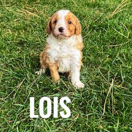 Lois - Red female Bernedoodle puppy in Bountiful, Utah from Red Brick Doodles