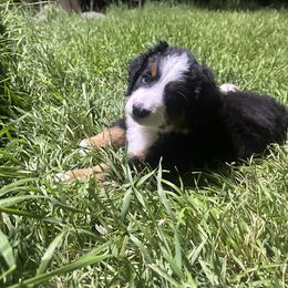 Bernese Mountain Dog Puppies from Blair Berners