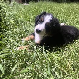 Bernese Mountain Dog Puppies from Blair Berners