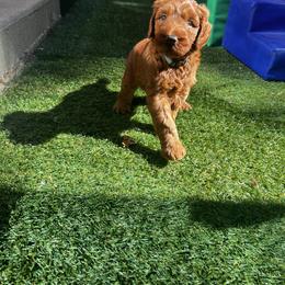 Goldendoodle Puppies from Lundee Doodles