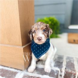 Vesper - Merle male Goldendoodle puppy in Soddy Daisy, Tennessee from The W Doods