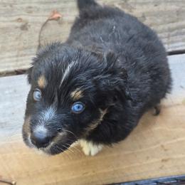 MICKEY Black tri (with tail) - Black tri-color male Australian Shepherd puppy in Rainsville, Alabama from Chaparro Farm Aussies