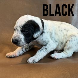 Dalmatian Puppies from Macey’s pups