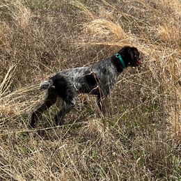 Jade - Wirehaired Pointing Griffon