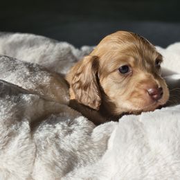 Dachshund Puppies from Loyal Lil Dachshunds