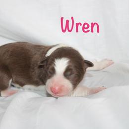 Wren - White and red female Border Collie puppy in Cedartown, Georgia from Ferguson Border Collies