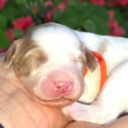 ( Orange Collar) Cloud - Parti male Goldendoodle puppy in Granite Falls Nc, North Carolina from Carolina Goldendoodles