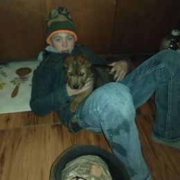 Red male 2 - Red male Australian Terrier puppy in Bedford, Pennsylvania from Heit Farm