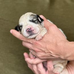 Marshall - White and badger male Great Pyrenees puppy in San Diego, California from McCarthy Ranchette LLC