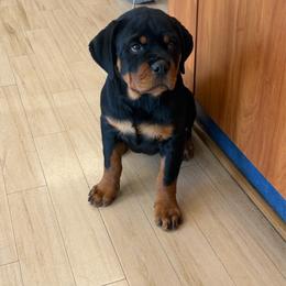 Cura Haus of River - Black and mahogany female Rottweiler puppy in Lyons, Indiana from White River Rottweilers
