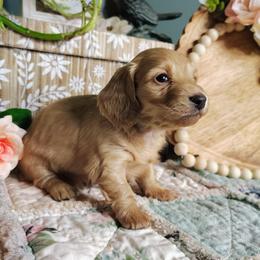 Kittie - Cream female Dachshund puppy in Thomaston, Georgia from UGG Ranch