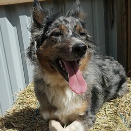 RIETTA - Australian Shepherd