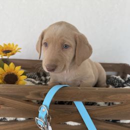 Light blue collar - Champagne male Dilute Retriever puppy in Teton County, Montana from East Front Labradors & Treasure State Schnauzers