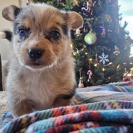 Boy 3 - Blue merle and white male American Corgi puppy in Tombstone, Arizona from WeVolution Off-Grid