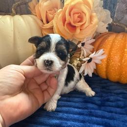 Jewel - Parti female Yorkshire Terrier puppy in Howe, Oklahoma from Ray Holder