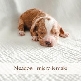 Meadow - Red  female Goldendoodle puppy in Punta Gorda, Florida from Transformation Acres Goldendoodle