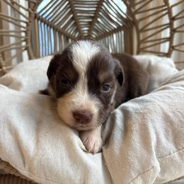 Mary-Ann - Red tri-color female Australian Shepherd puppy in Grants Pass, Oregon from Carmel Mountain Aussies