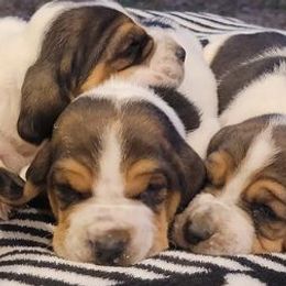 Basset Hounds from Stricklen Hounds
