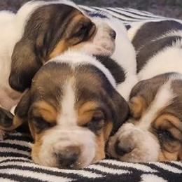 Basset Hounds from Stricklen Hounds