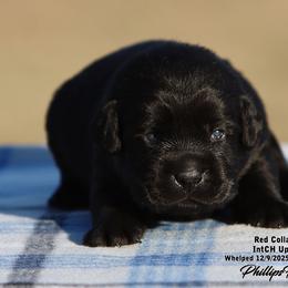 Fancy- Boy 1 - Black male Labrador Retriever puppy in Point, Texas from Lakylu Kennels