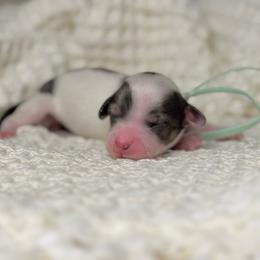 Luna - Piebald female Dachshund puppy in Merced, California from The Graceful Dachshund Kennel