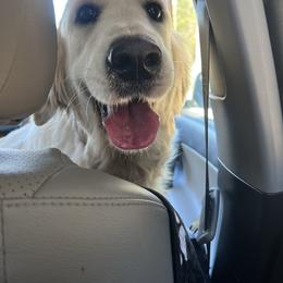 Darcy - Golden Retriever