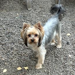 Mona Lisa - Blue and gold female Yorkshire Terrier puppy in Portland, Oregon from Bohemian Beauty Yorkshire Terrier