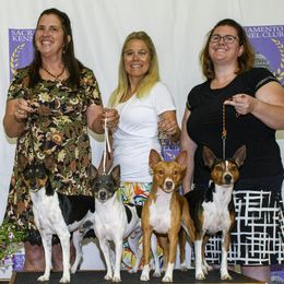 Rat Terriers from Top Shelf Rat Terriers