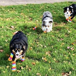 Toy Australian Shepherd Puppies from MN Pomme De Terre Aussies