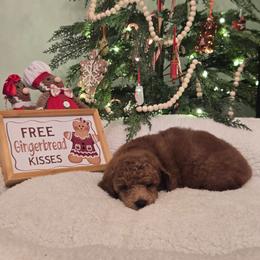 Cornelius - Red  male Poodle puppy in Statesboro, Georgia from Briar Creek Kennels