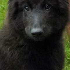 Belgian Sheepdogs from Terri Kordulak's Belgian Sheepdogs