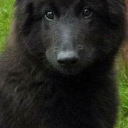 Belgian Sheepdogs from Terri Kordulak's Belgian Sheepdogs