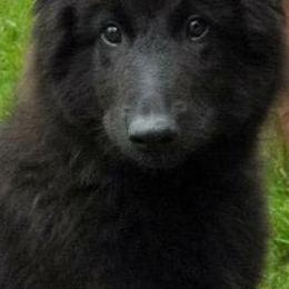 Belgian Sheepdogs from Terri Kordulak's Belgian Sheepdogs