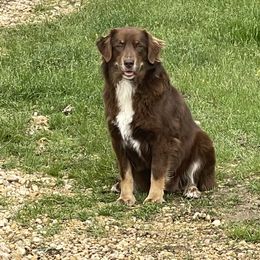 Fern - Australian Shepherd