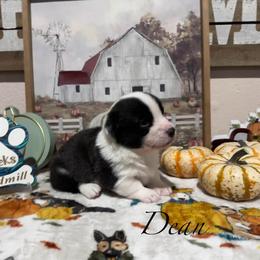 Dean - Brindle and white male Cardigan Welsh Corgi puppy in Cumby, Texas from Windmill Cardigan Welsh Corgis and German Shepherds
