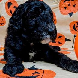James Dean - Black male Goldendoodle puppy in Springtown, Texas from Country Pups Doodles