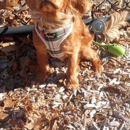 Cavalier King Charles Spaniel Puppies from StoryBook Cavaliers LLC