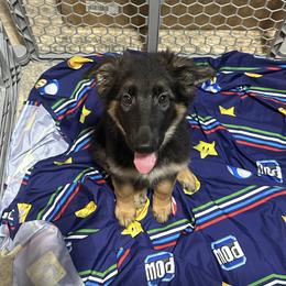 German Shepherd Puppies from Devon Rugerio's German Shepherds