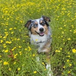 Miniature Australian Shepherds from Blue Moon Miniature Aussies