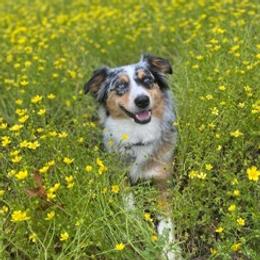 Miniature Australian Shepherds from Blue Moon Miniature Aussies