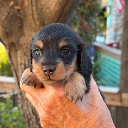 Halo - Black and tan female Dachshund puppy in California from Longboard Dachshunds