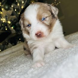 Rosey - Miniature Australian Shepherd puppy in Kaufman, Texas from Xoxo Aussies
