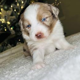 Rosey - Miniature Australian Shepherd puppy in Kaufman, Texas from Xoxo Aussies