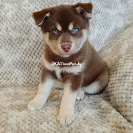Pomsky Puppies from Chi-Town Pomsky