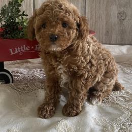 Milo - Red  male Poodle puppy in Lagrange, Indiana from Heavn Sent Acres