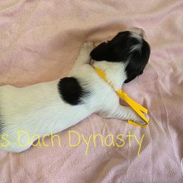 EMILY 3500 - Black and cream female Dachshund puppy in Gatesville, Texas from CJ's Dach Dynasty