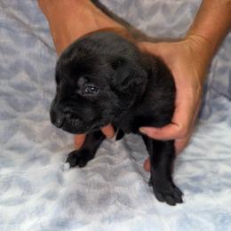File' - Black brindle female Dutch Shepherd puppy in Saint Amant, Louisiana from Mercy Kennels
